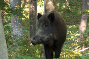 Cel mai bun an de vânătoare al Direcției Silvice Suceava