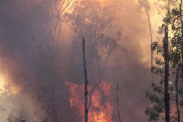 Din presa de altadata