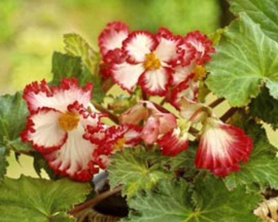 Begonia este o plantă populară Begonia este o plantă populară