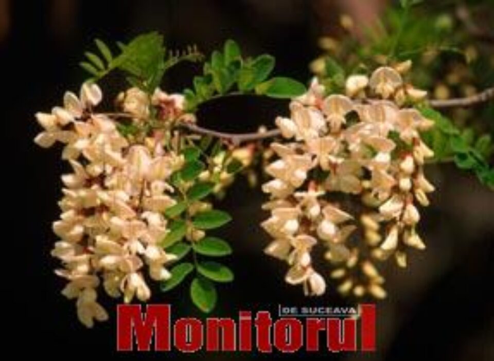 Florile de salcâm anulează aciditatea gastrică Florile de salcâm anulează aciditatea gastrică