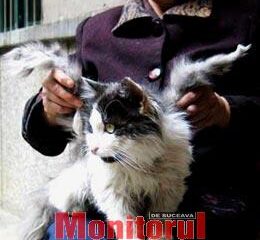 Un pisoi s-a născut cu aripi