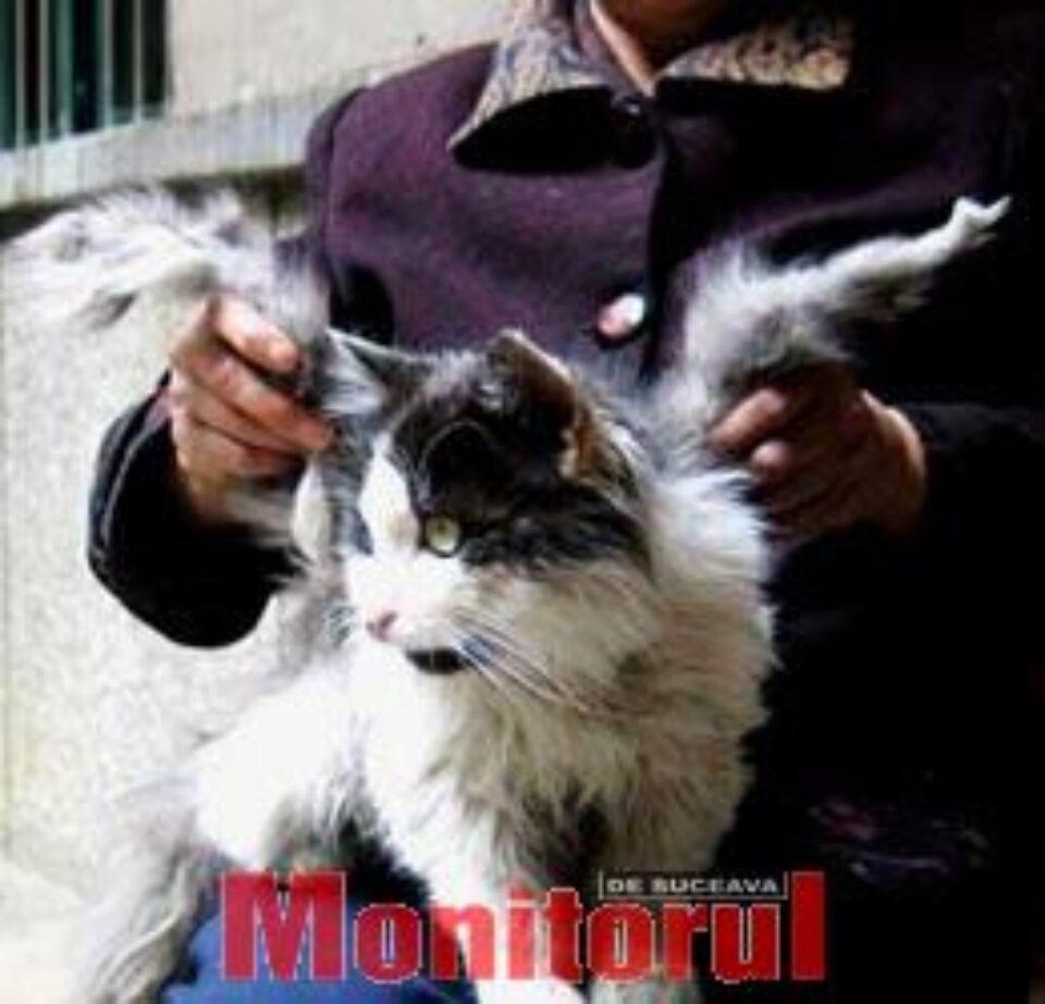 Un pisoi s-a născut cu aripi Un pisoi s-a născut cu aripi