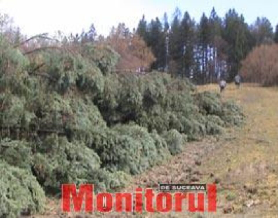 Pașcovici, omul de afaceri care și-a defrișat pădurea, trimis în judecată