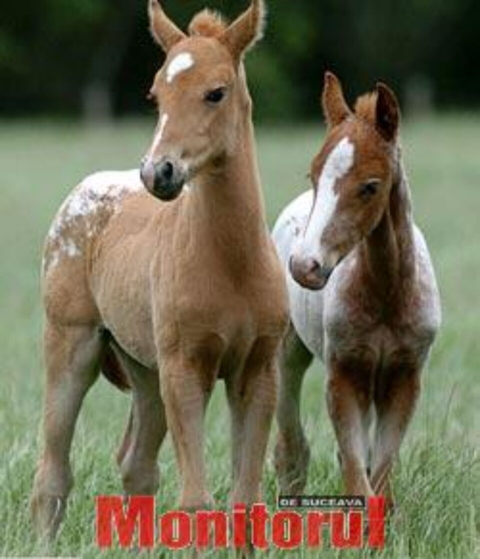 Un ponei femelă a născut gemeni Un ponei femelă a născut gemeni