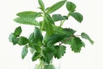 Menta ne scapă de migrene