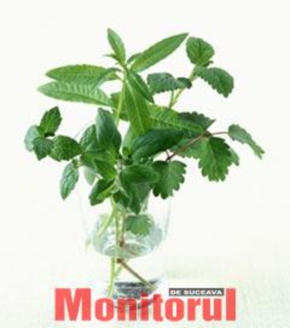 Menta ne scapă de migrene Menta ne scapă de migrene