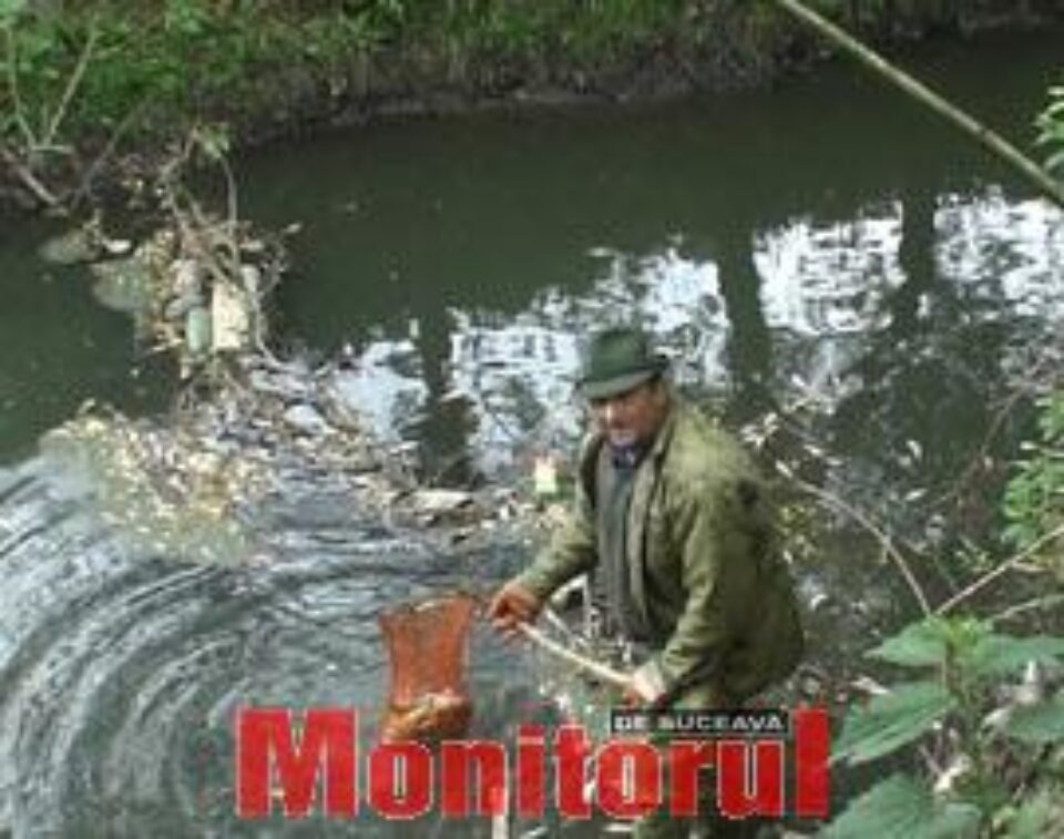 Mii de pești morți, în aval de stația de epurare Fălticeni Mii de pești morți, în aval de stația de epurare Fălticeni