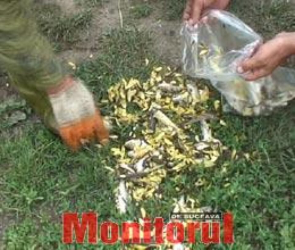 Mii de pești morți, în aval de stația de epurare Fălticeni