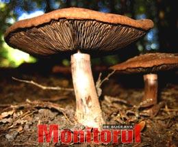 Din presa de altadata