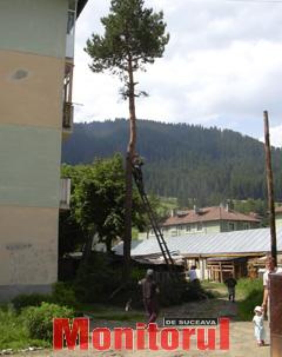 Copacii bătrâni din Câmpulung Moldovenesc au fost condamnați la moarte Copacii bătrâni din Câmpulung Moldovenesc au fost condamnați la moarte