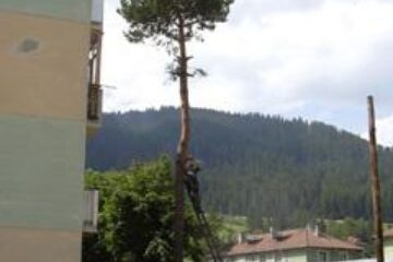 Copacii bătrâni din Câmpulung Moldovenesc au fost condamnați la moarte