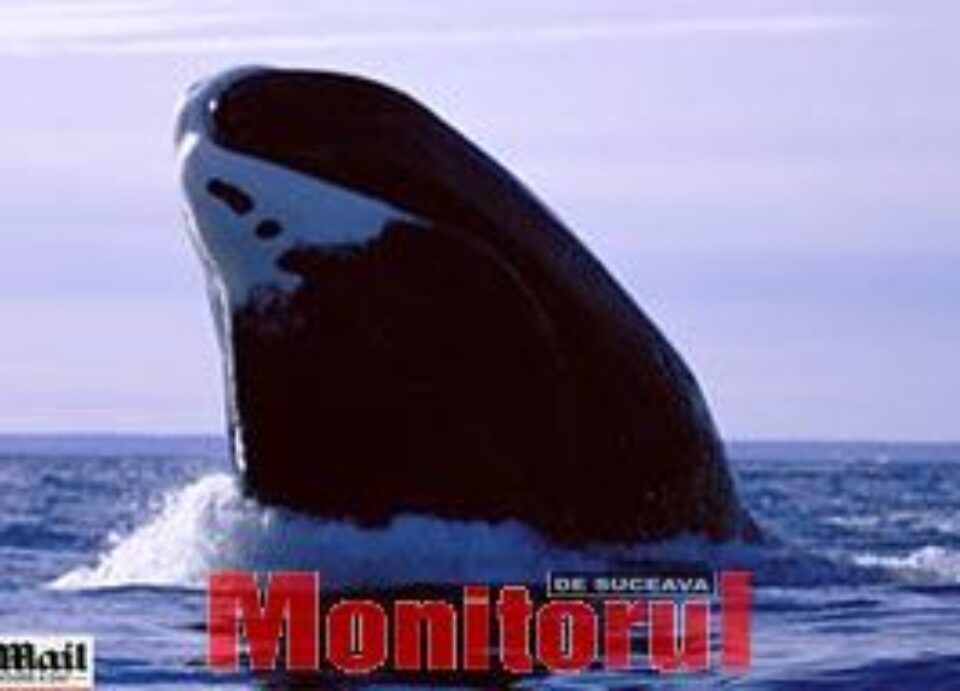 O balenă a trăit mai bine de 100 de ani cu o săgeată înfiptă în gât