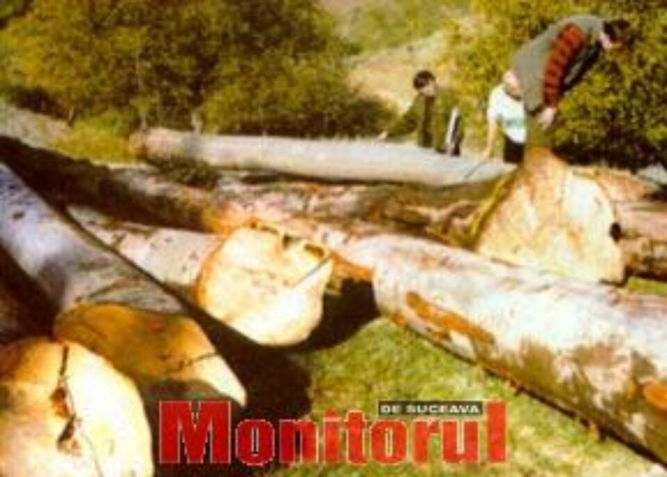 Amenzi usturătoare pentru exploatarea lemnului fără autorizație de mediu