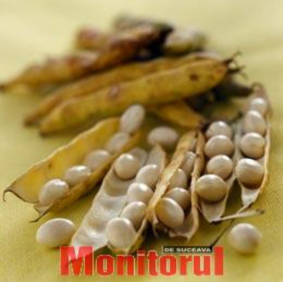 Fasolea păstăi, remediu în indigestii