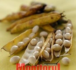 Fasolea păstăi, remediu în indigestii