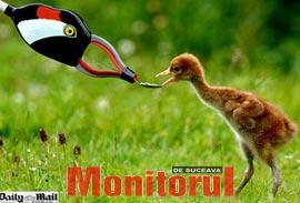 Pui de cocor hrăniți de o cloșcă artificială Pui de cocor hrăniți de o cloșcă artificială