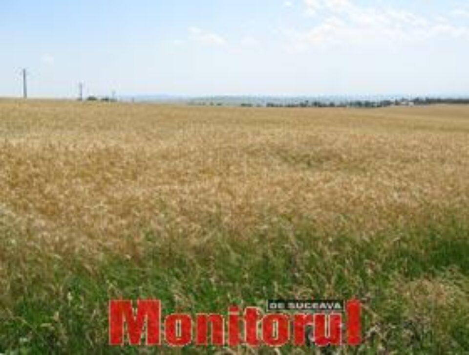 Suceava, singurul județ din țară fără culturi afectate de secetă