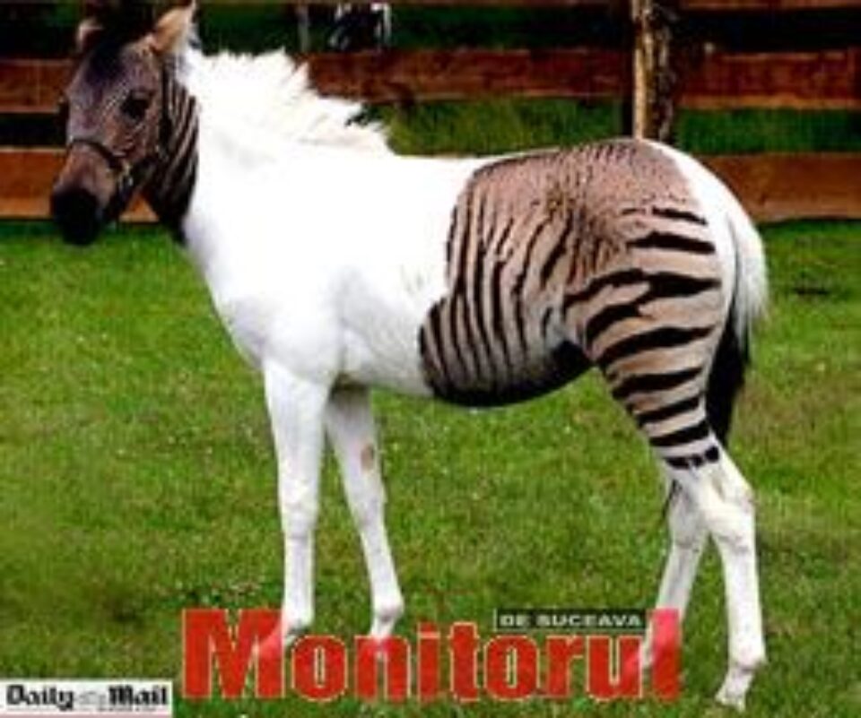 Jumătate zebră, jumătate cal