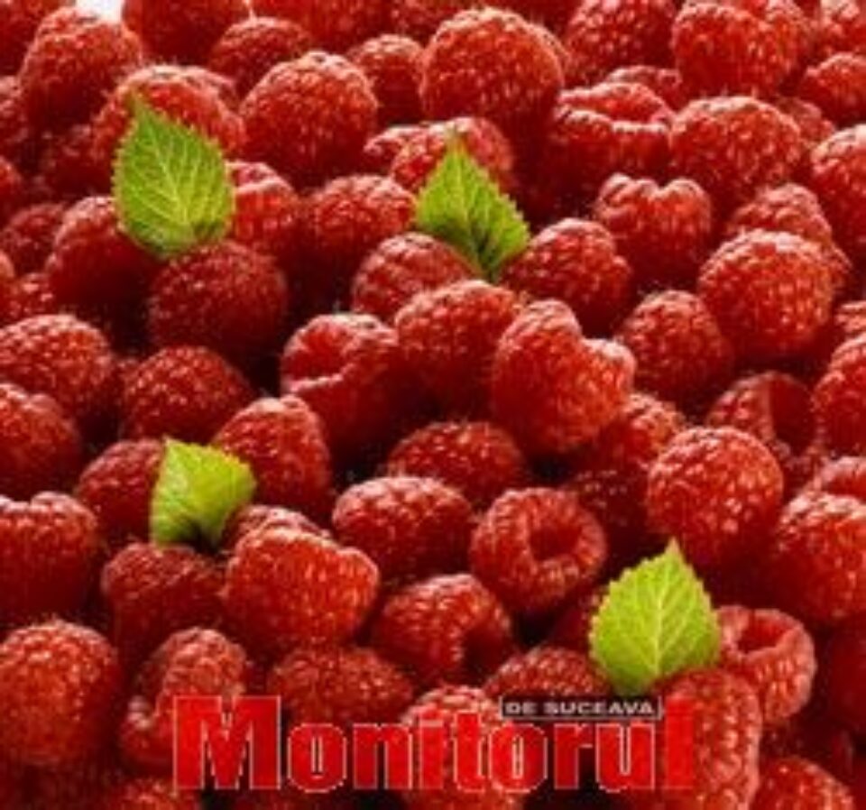 Zmeura, recomandată în bolile renale