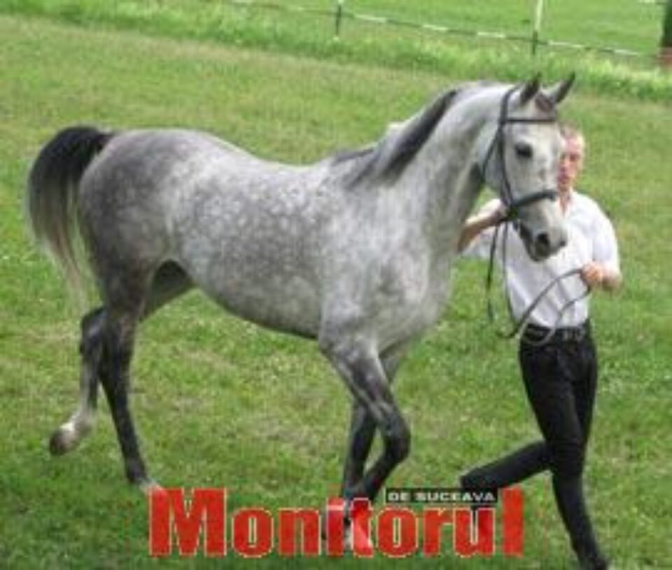 Angelica, campiona la frumusete si la galop