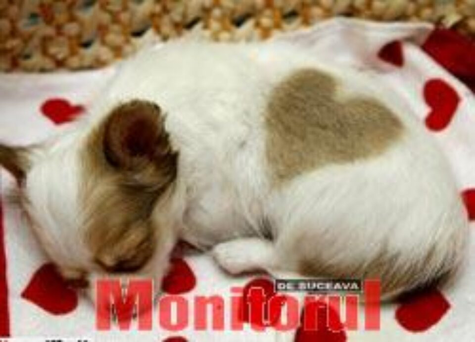 Un cățeluș s-a născut cu o pată în formă de inimă