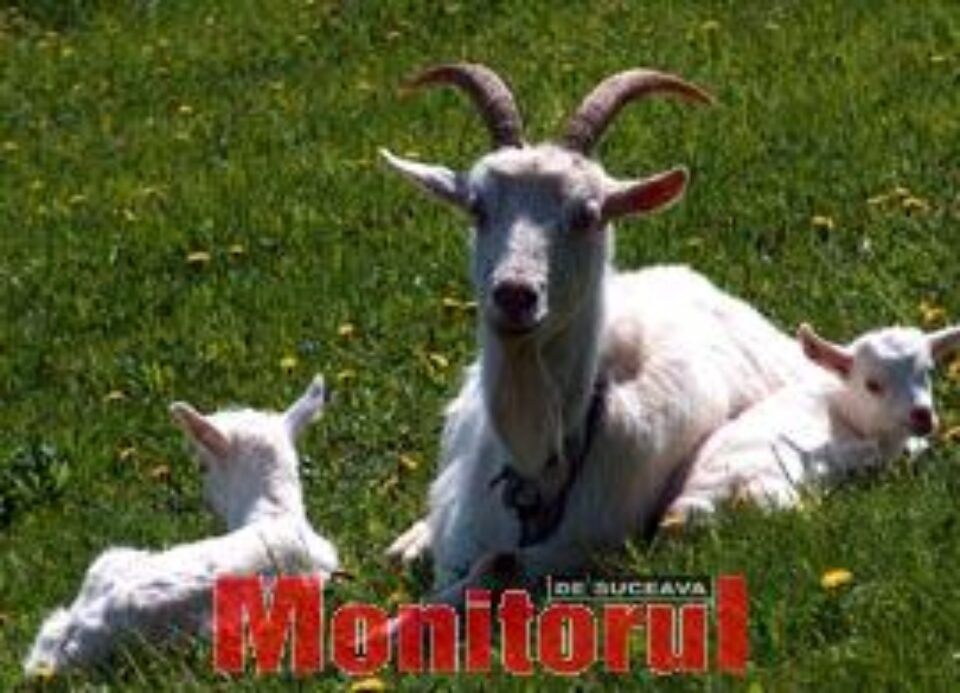 Din presa de altadata