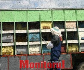 Apicultorii s-au chinuit ore in sir sa aduca albinele din nou in stupi