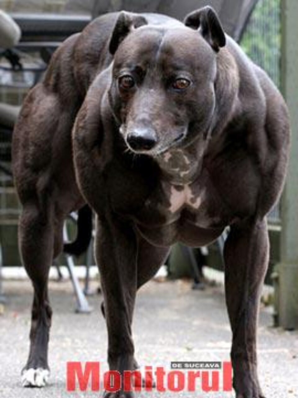 Câine, comparat cu Schwarzenegger