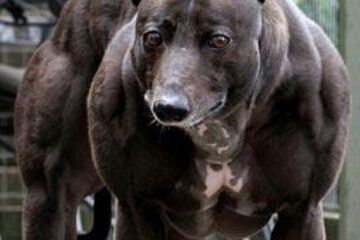 Câine, comparat cu Schwarzenegger