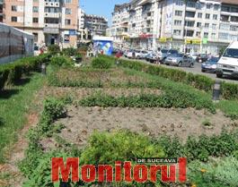 25.000 de bulbi de lalele, furați și distruși de pe domeniul public