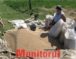 Producții bune de grâu în județ