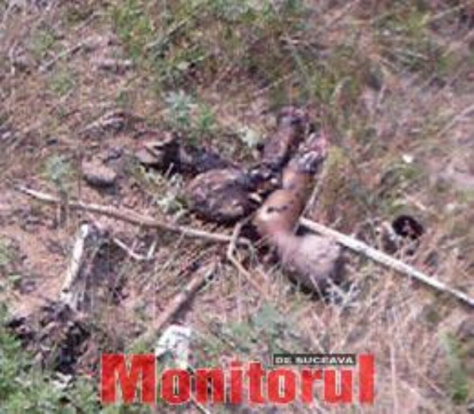 Malurile râului Siret, pline de leșuri și oase de animale, la Dolhasca