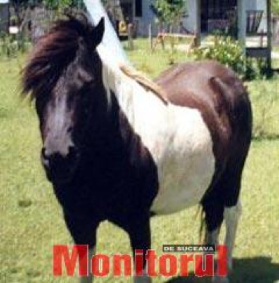 Doi ponei de la Grădina Zoologică Rădăuți au murit intoxicați