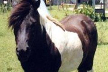 Doi ponei de la Grădina Zoologică Rădăuți au murit intoxicați