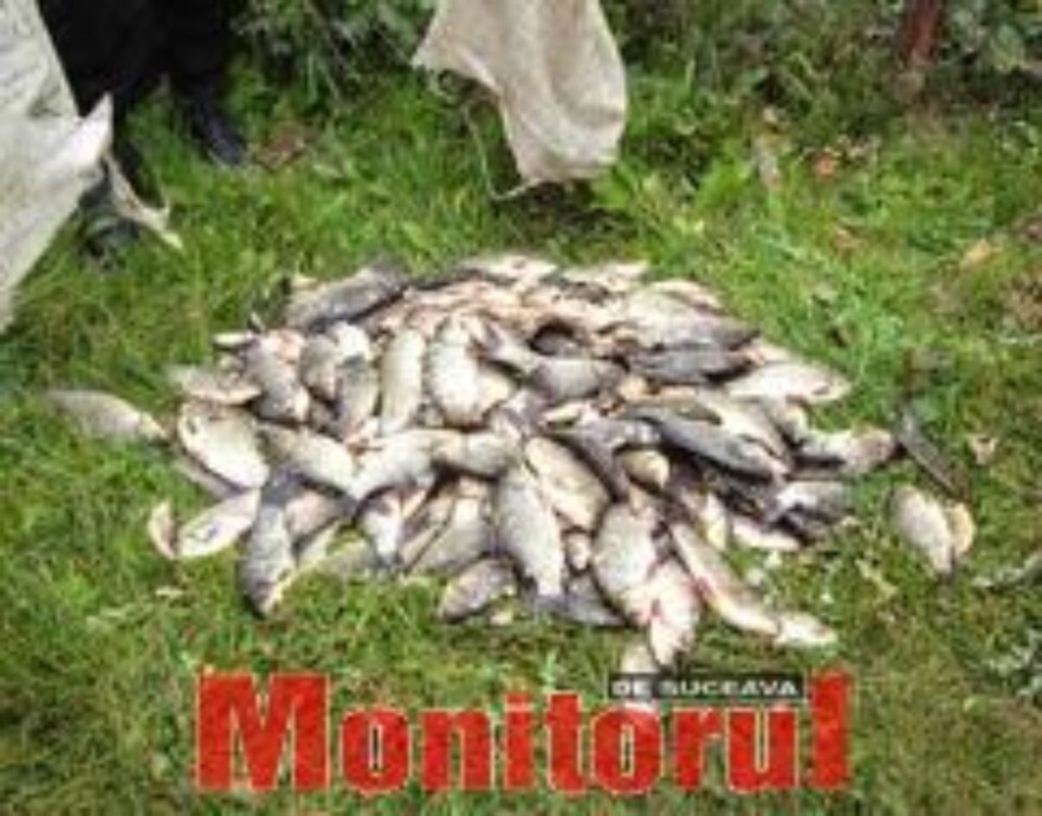 Veterinarii iau măsuri pentru prevenirea mortalităților piscicole