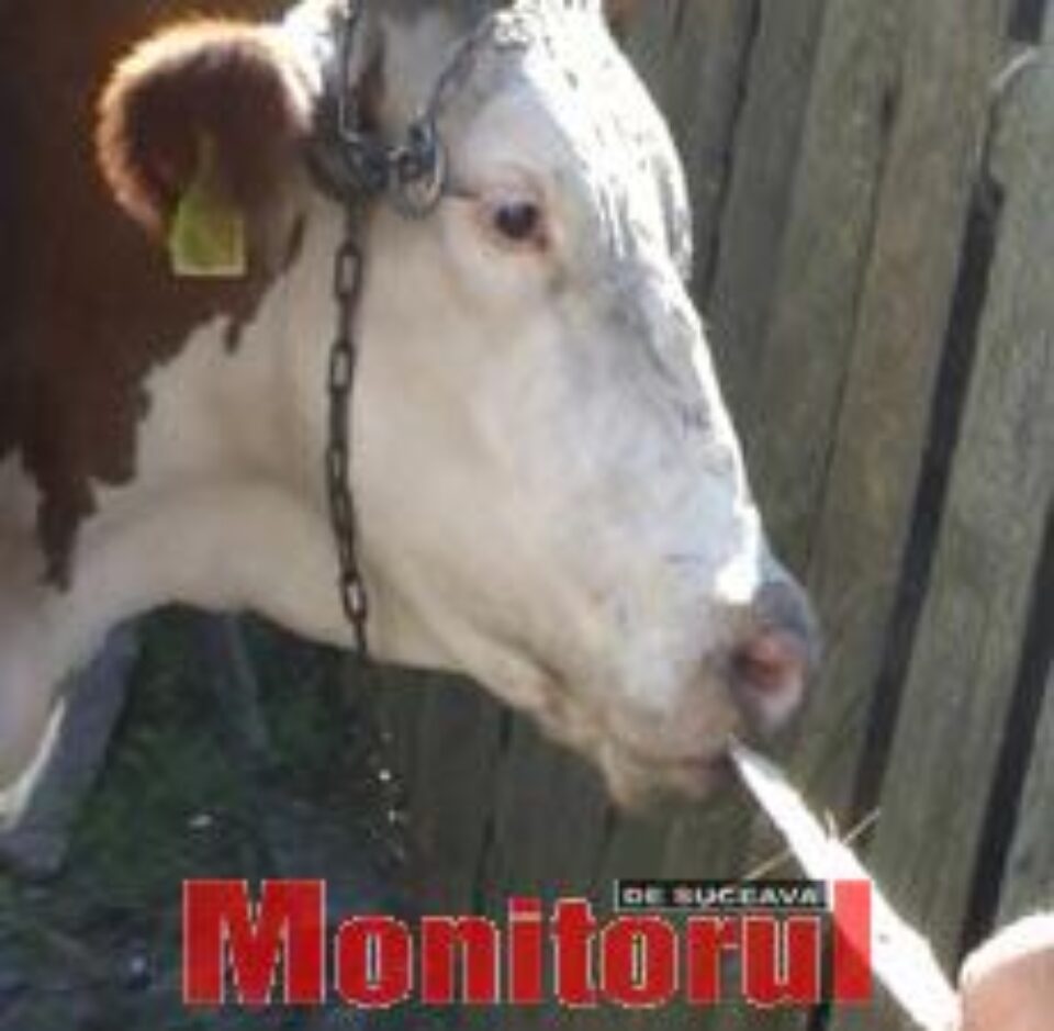 Vaci turbate, în gospodăria unui cetățean din Zaharești