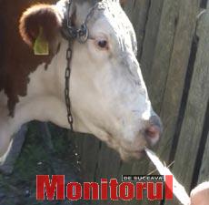 Vaci turbate, în gospodăria unui cetățean din Zaharești