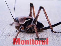 Vara, insectele devin mai agresive