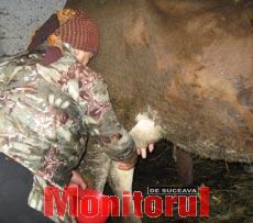 Sute de țărani vor să-și vândă cota de lapte