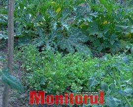 Pătrunjelul, antioxidant și antialergic