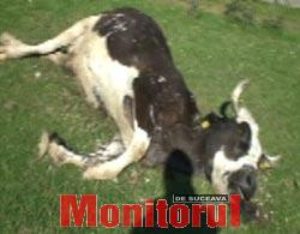 Animale ținute înfometate și sacrificate în condiții mizere