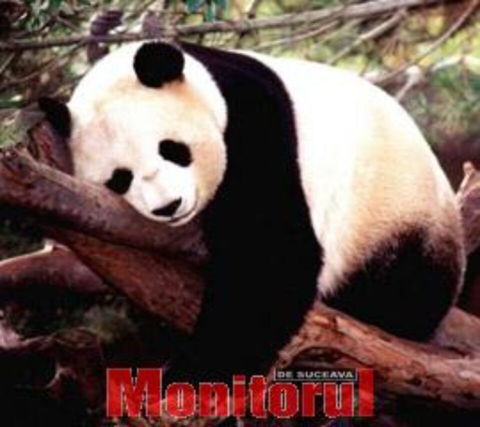 Primul urs panda născut în ultimii 25 de ani în Europa, la o grădină zoologică