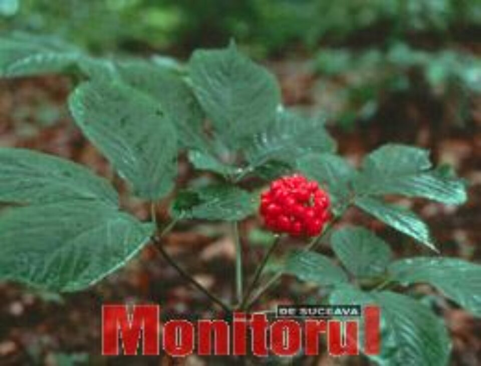 Din presa de altadata