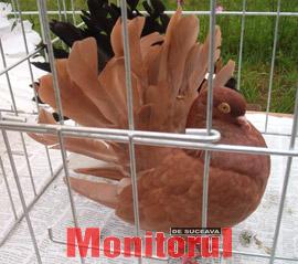 Târg estival de păsări și mamifere mici de curte