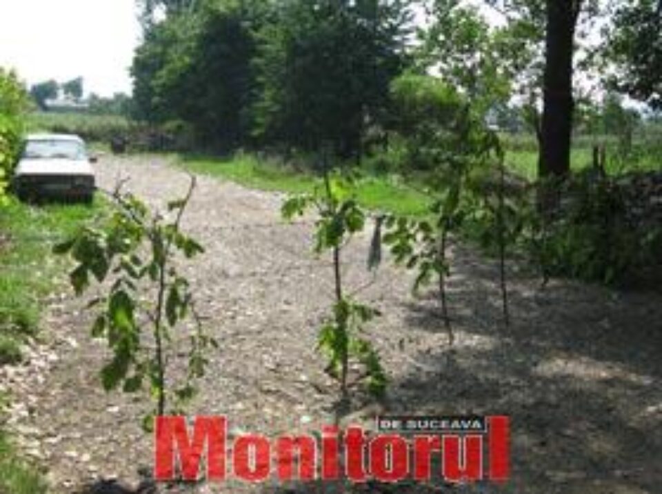 Terenul în litigiu, împrejmuit de familia Tipu cu sârmă înghimpată