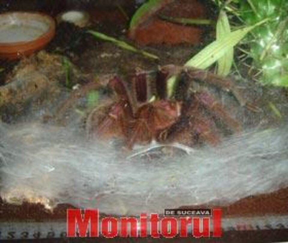 Tarantula „reţinută” în sediul Poliţiei Gura Humorului