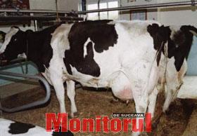 Țăranii își vând cota de lapte pe sume modice