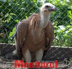 Un vultur dintr-o specie rară a apărut la Marginea în urma unei furtuni