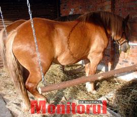 Țăranii le scot pașapoarte doar cailor pe care-i dau la tăiere