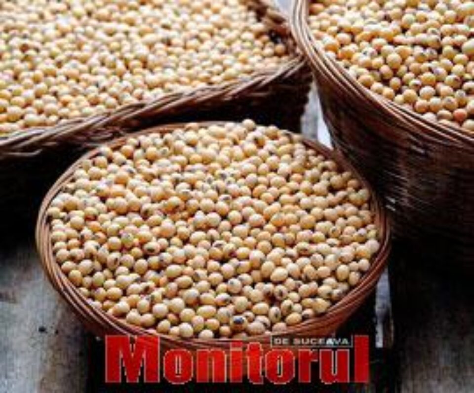 Soia, miracolul alimentației sănătoase (II)